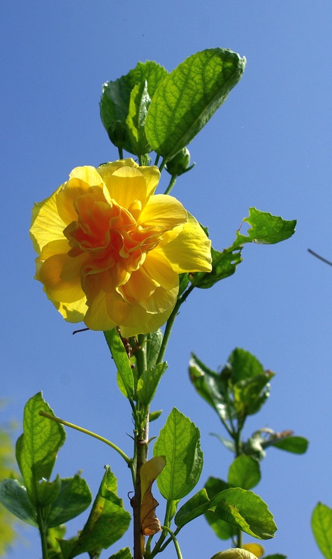 黄花圣母 摄影 樵夫郎中