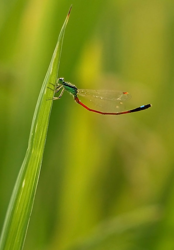 精灵之舞 摄影 liangdawei