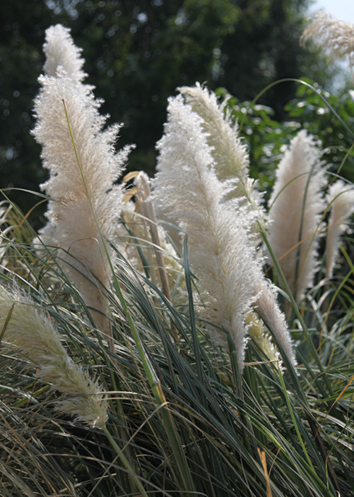 芦花2 摄影 森淼探求