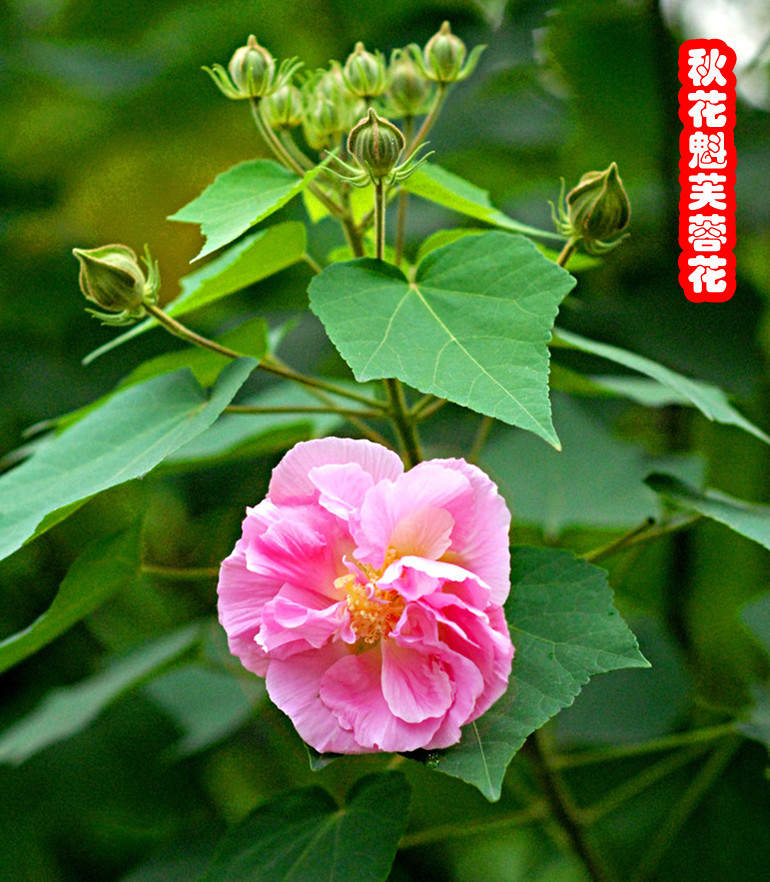 校园芙蓉花 摄影 淙水秀才