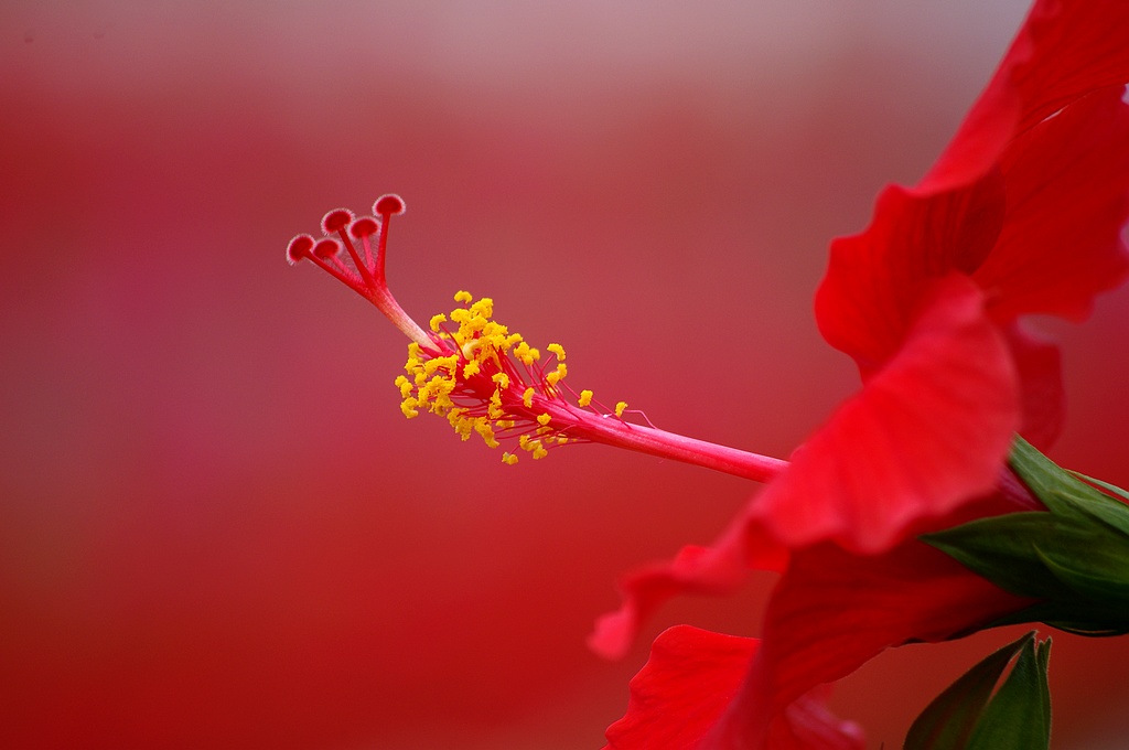 扶桑花 摄影 心有芊芊