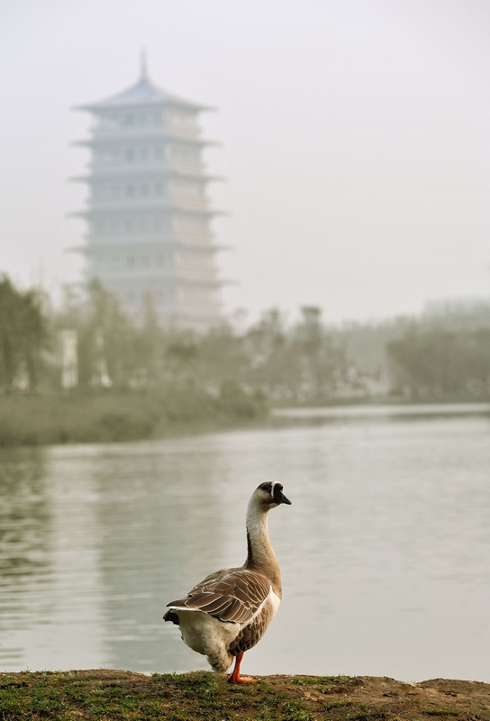 观塔 摄影 乌兰湖