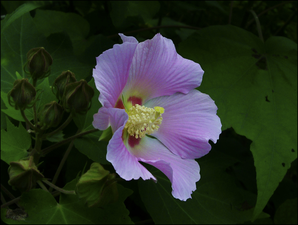 岸边芙蓉 摄影 老尼康