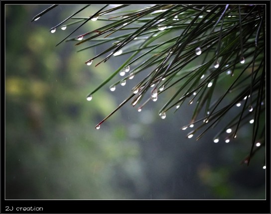 小雨滴，大世界 摄影 俊灬