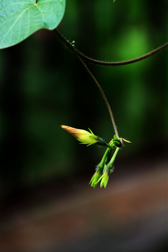 花芽 摄影 修身致远