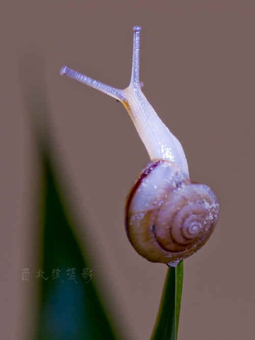 小蜗牛 摄影 咸阳西北狼