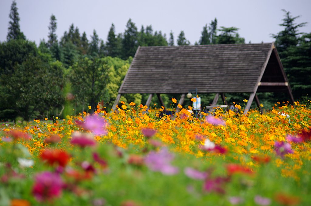 ~滨江森林公园~ 摄影 心有芊芊