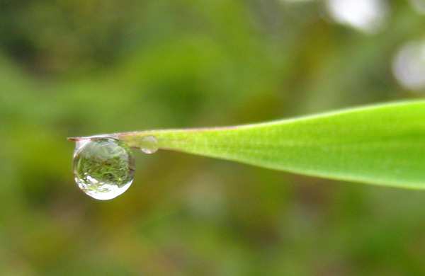 雨水 摄影 爱摄爱影