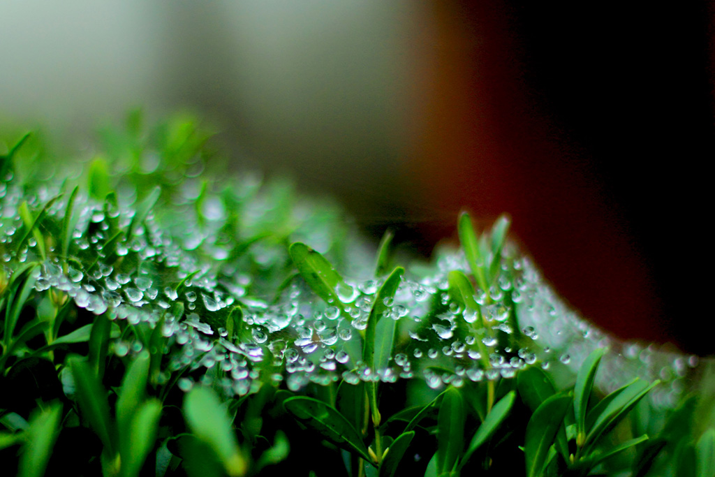 雨 摄影 米汤糊