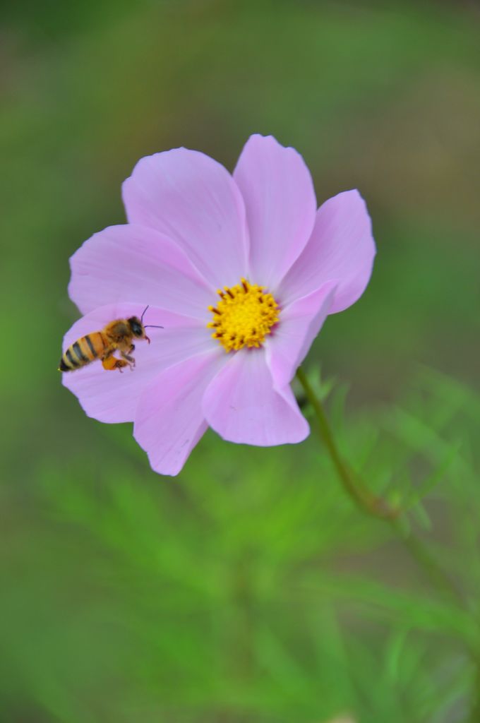 小蜜蜂 摄影 花大华