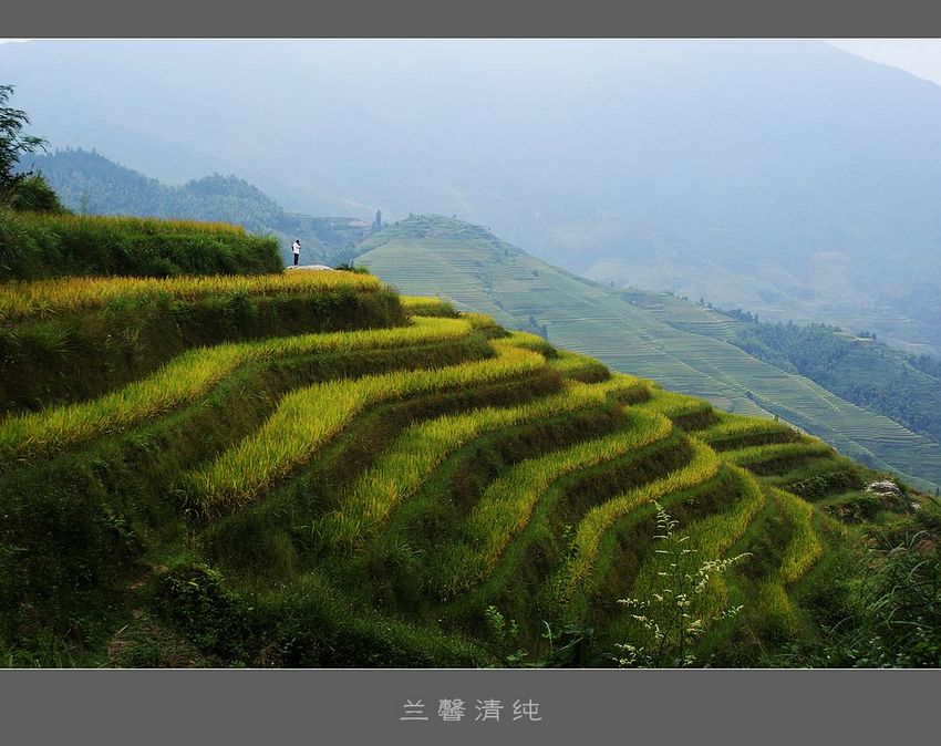 梯田风光 摄影 兰馨清纯