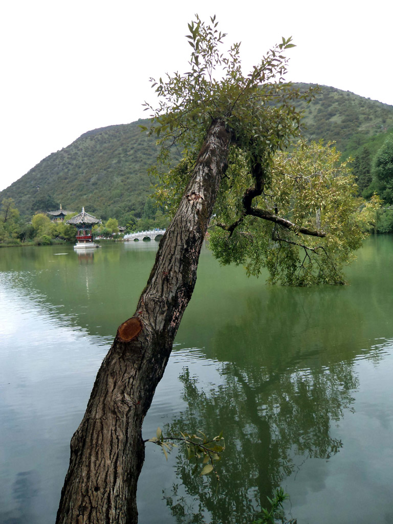 丽江黑龙潭 摄影 柯川夫