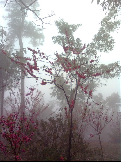 挑花梦 摄影 Julyflower