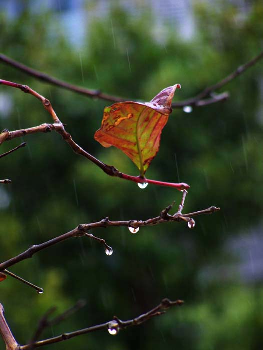 秋雨 摄影 红岩上