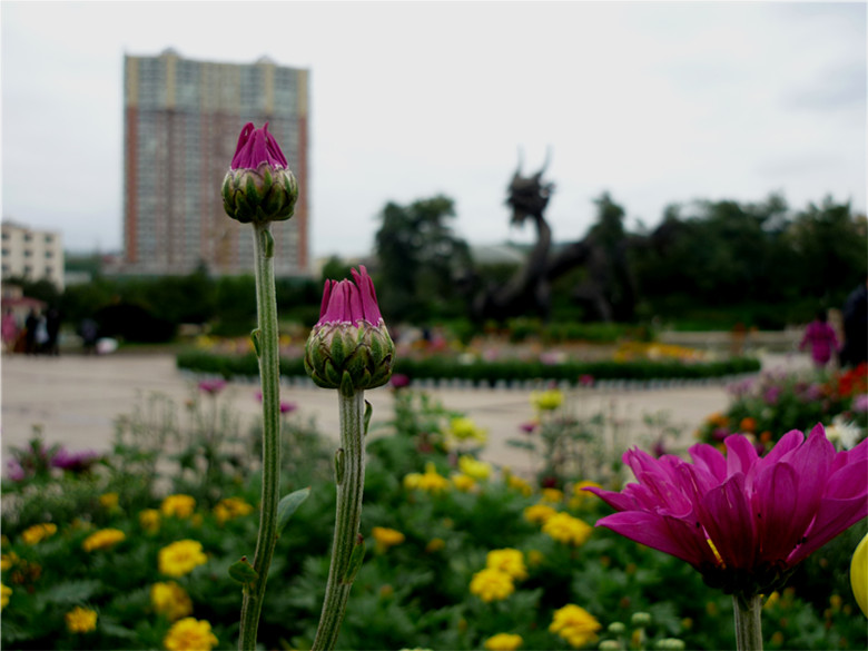 秋菊 摄影 马旺仔