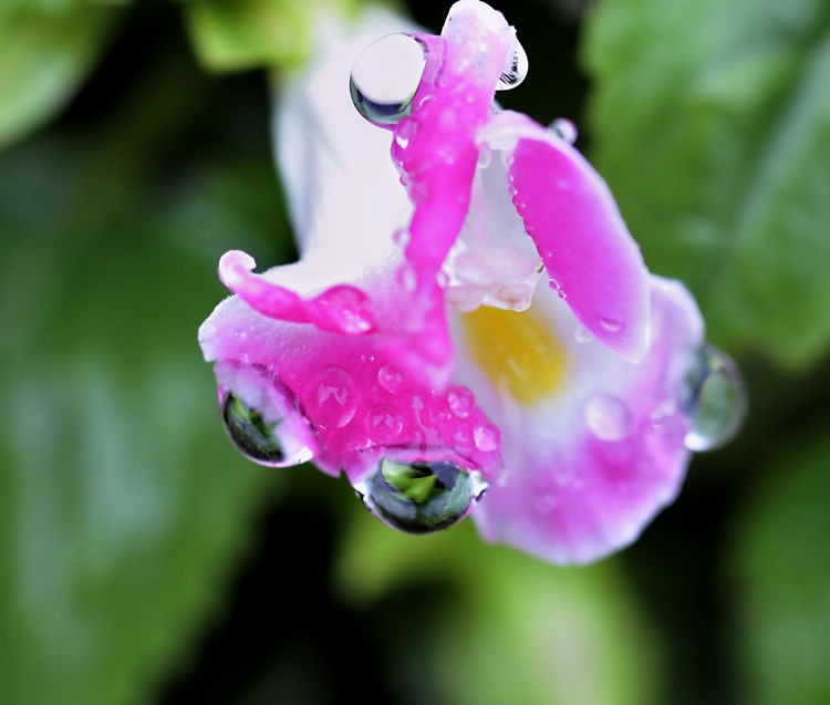 雨珠---玉珠 摄影 shejinghua