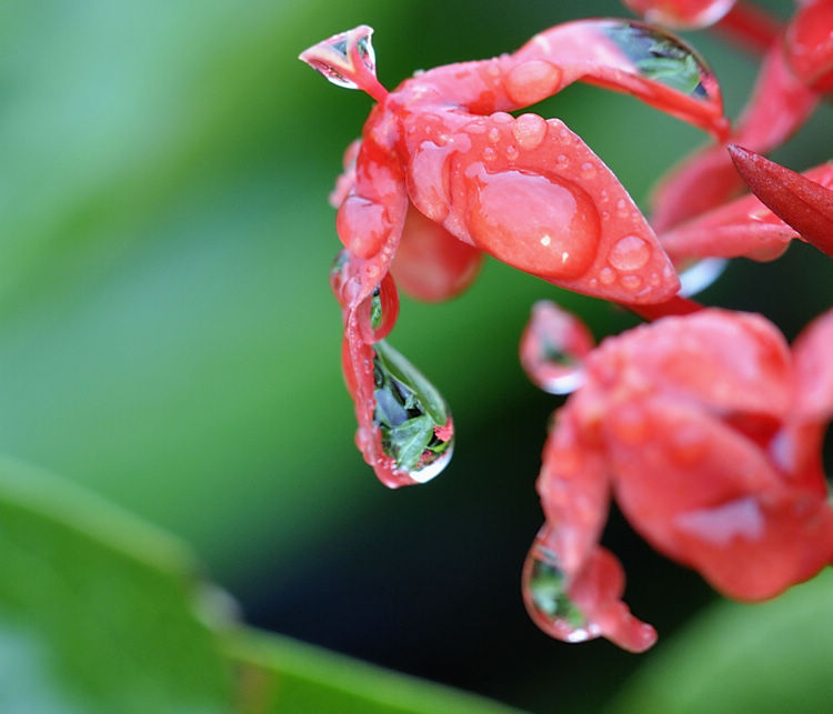 雨珠---玉珠 摄影 shejinghua