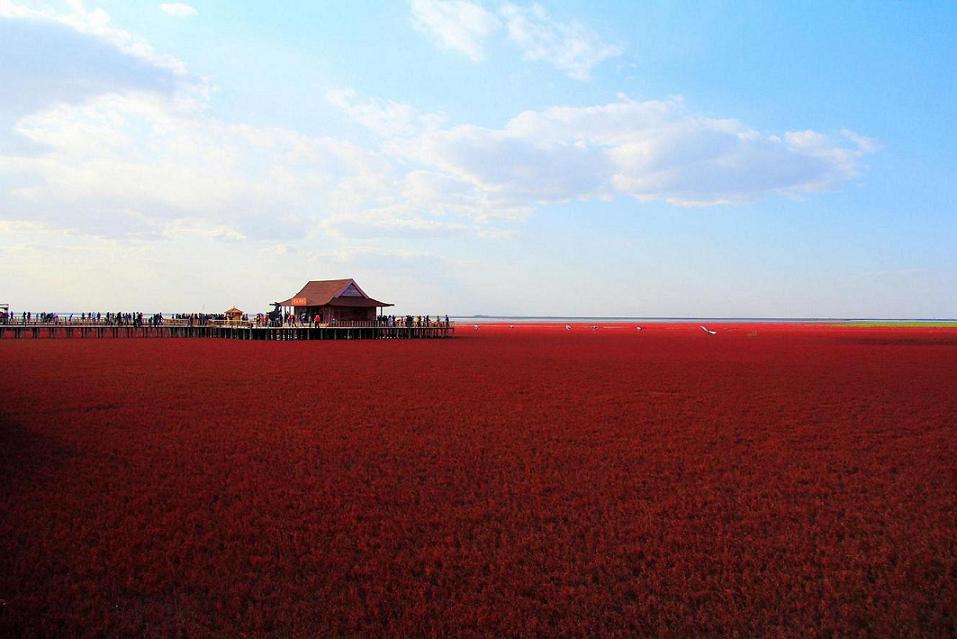 红海滩 摄影 yuyong1973