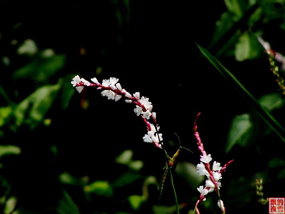 ‘虫’欣赏花 摄影 a飘逸的雪