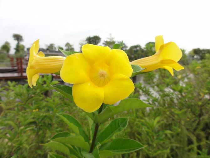 广州官洲生物岛 摄影 hacitata