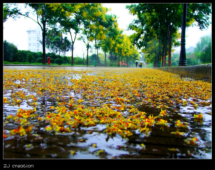 秋雨·落花 摄影 俊灬