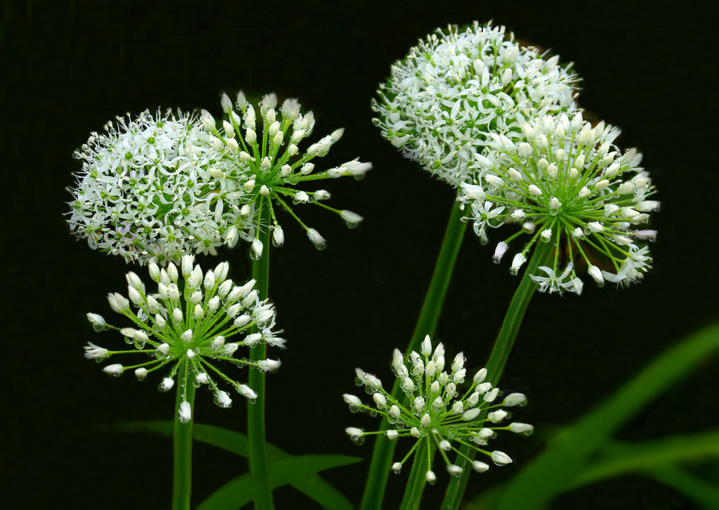 韭菜花！之一 摄影 春帆