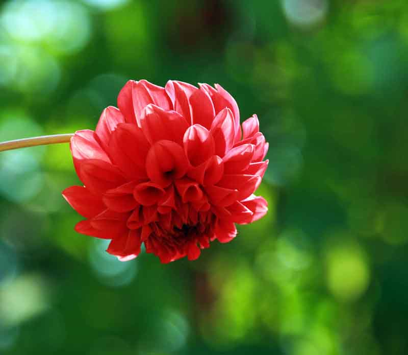 花事 摄影 霞衣