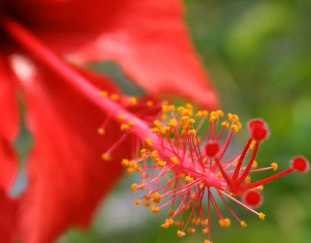 花蕊 摄影 一支箭