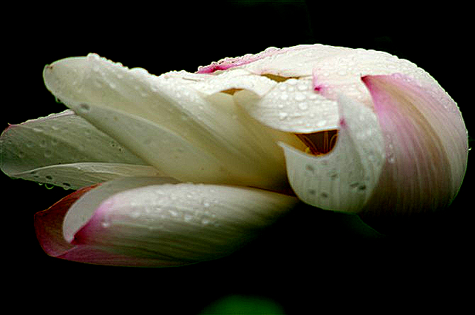 雨荷 摄影 勤劳农夫