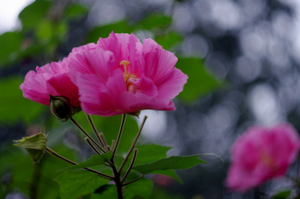 木芙蓉 摄影 天容海色