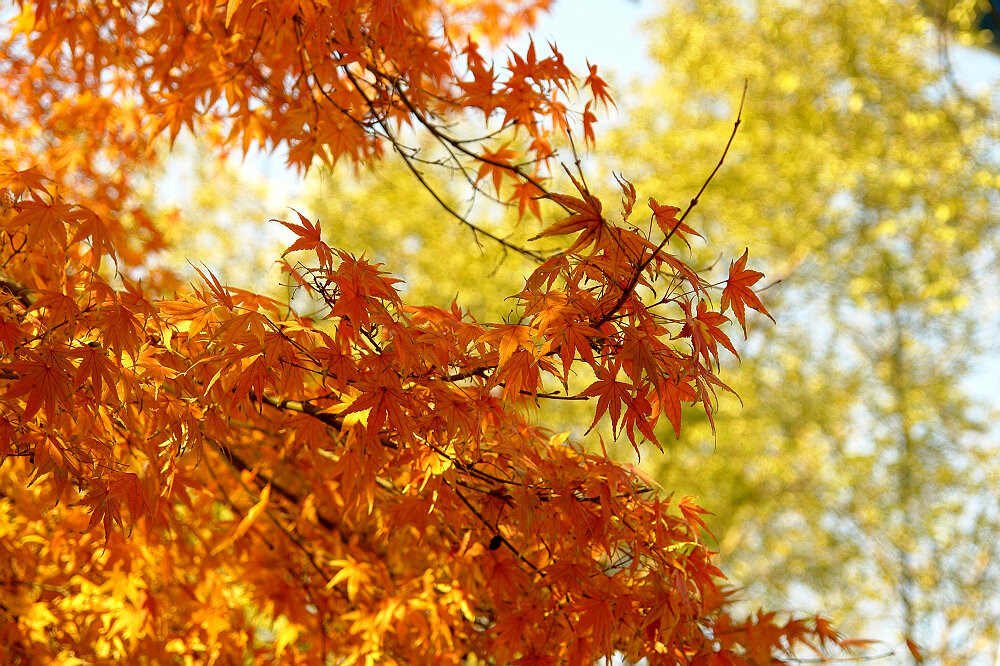 枫红季节 摄影 海阳鱼飞