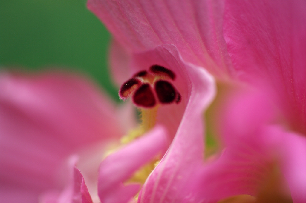 木芙蓉 摄影 天容海色