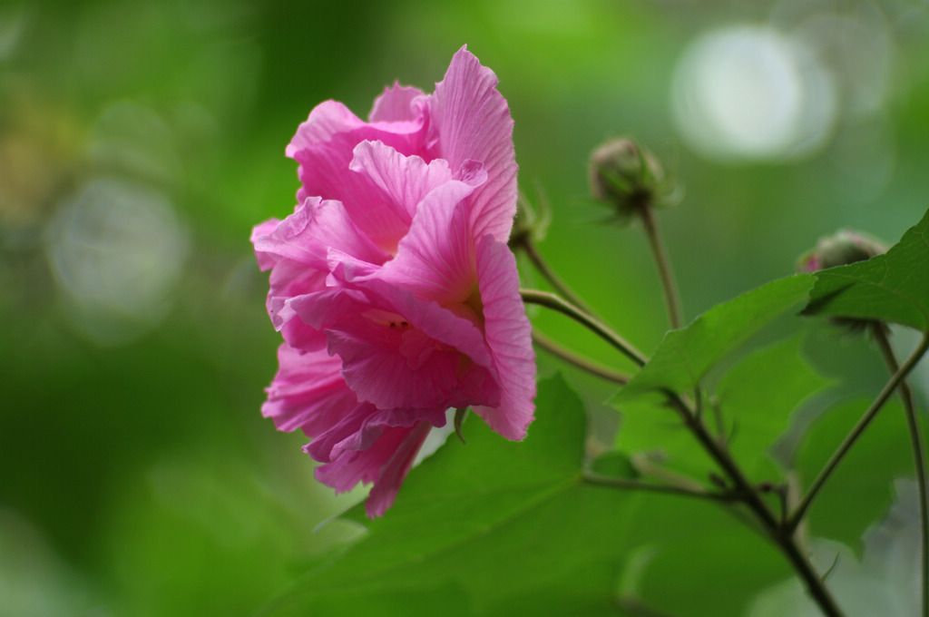 木芙蓉 摄影 天容海色