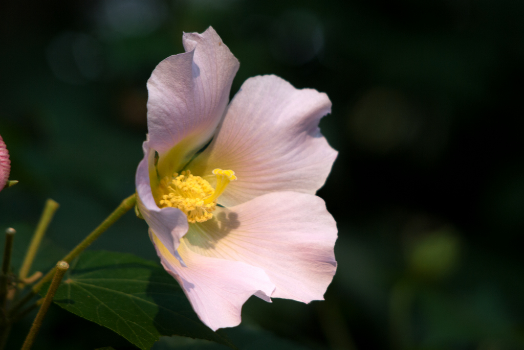 芙蓉花 摄影 乐施乐