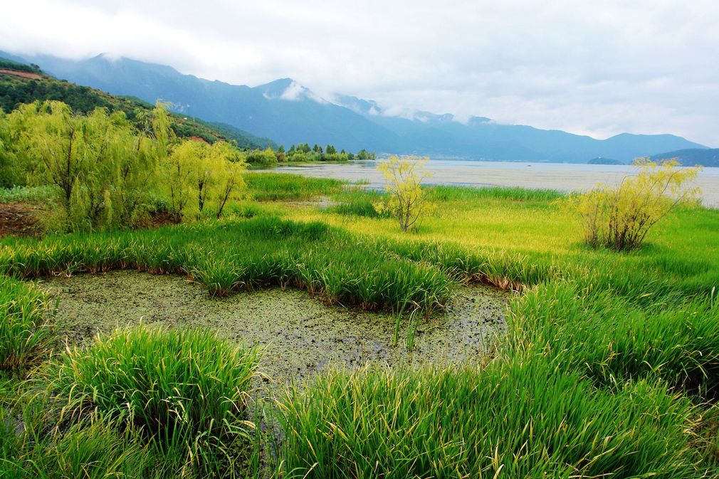 泸沽湖草海 摄影 明月松尖照