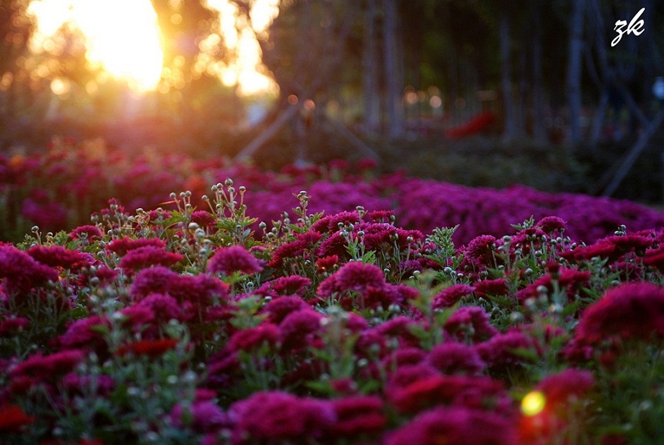 鲜花夕阳 摄影 red9