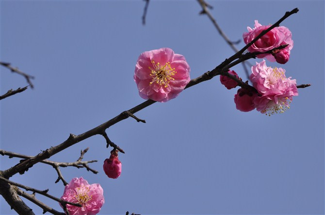 梅花 摄影 你的视角