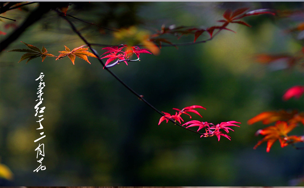 霜叶红于二月花 摄影 mglao