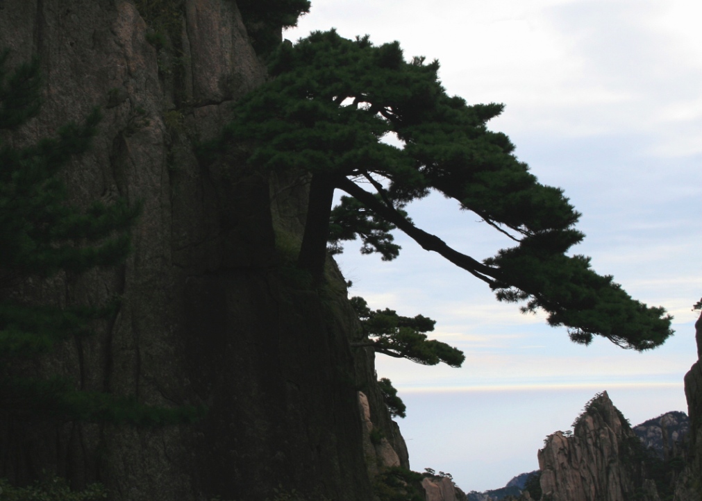 黄山劲松 摄影 溪里峰