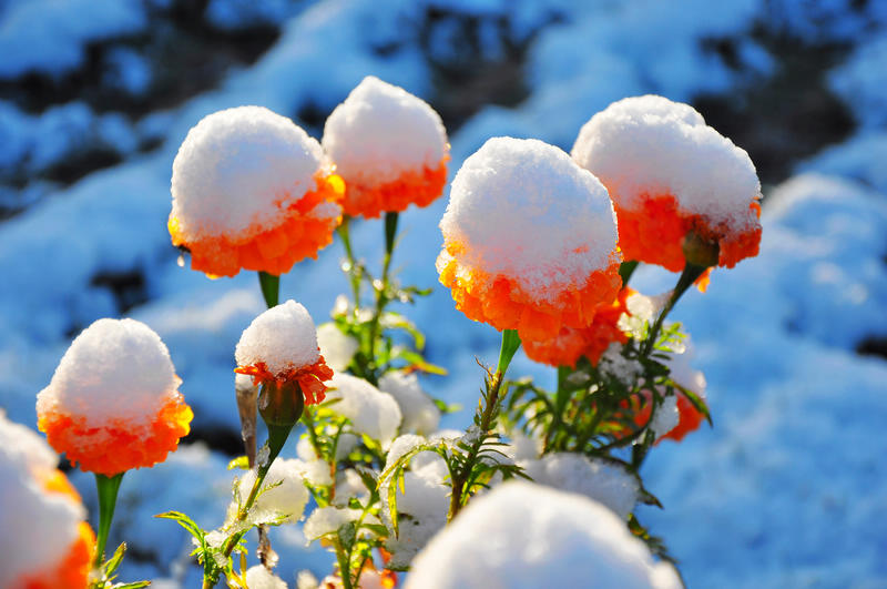 金银馒头 摄影 雪山之子