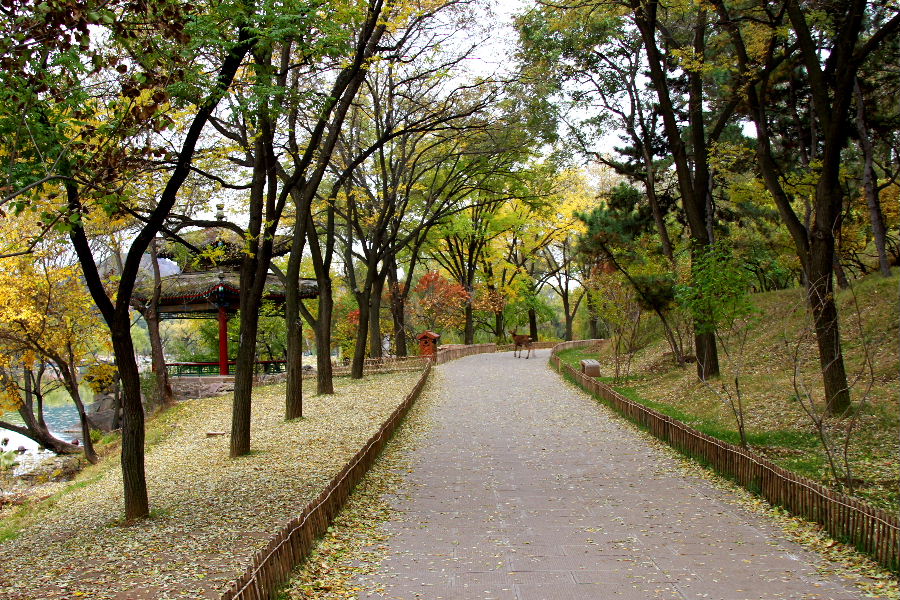 七彩鹿路 摄影 碧野田间