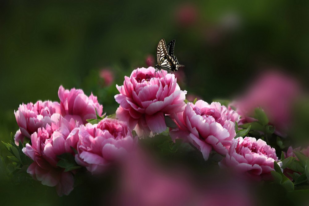 《 蝶恋花 》 摄影 华汉