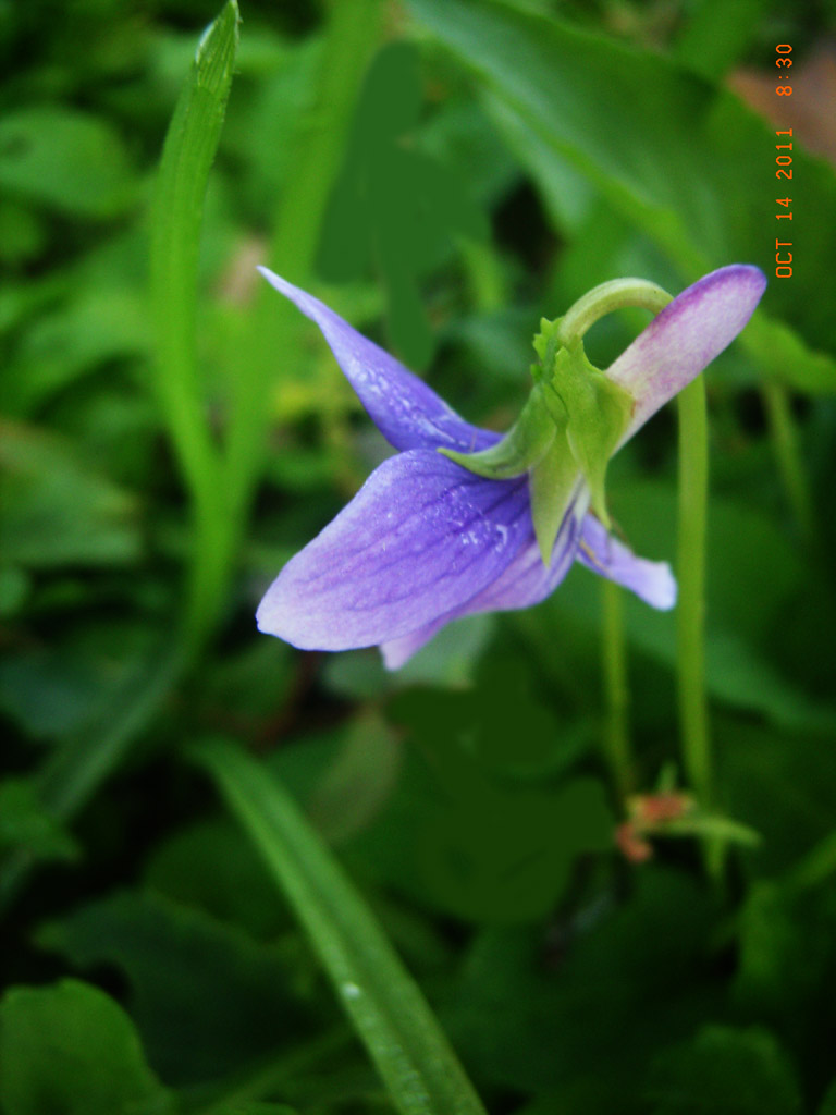 花卉：紫花地丁 摄影 菲儿