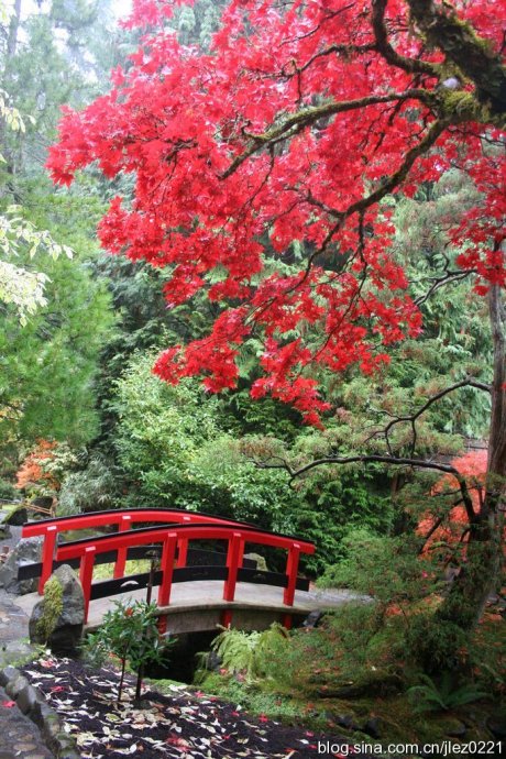 维多利亚布查特花难忘一瞥 摄影 五百英里路