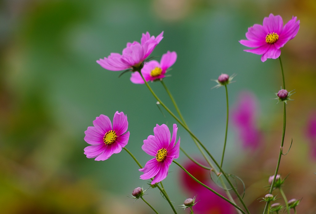 ~波斯菊~ 摄影 心有芊芊