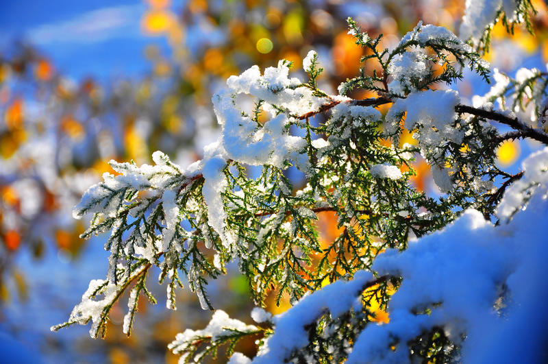 玉树银花 摄影 雪山之子