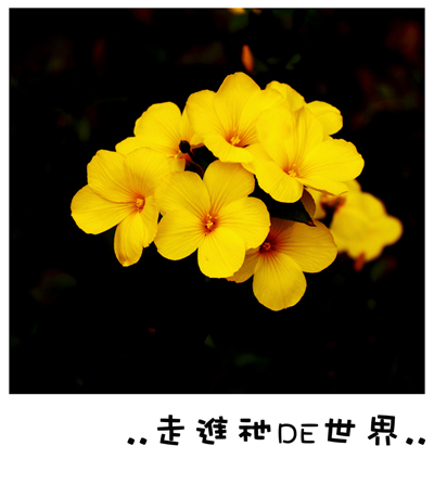 “黄花”开 摄影 曼珠莎桦