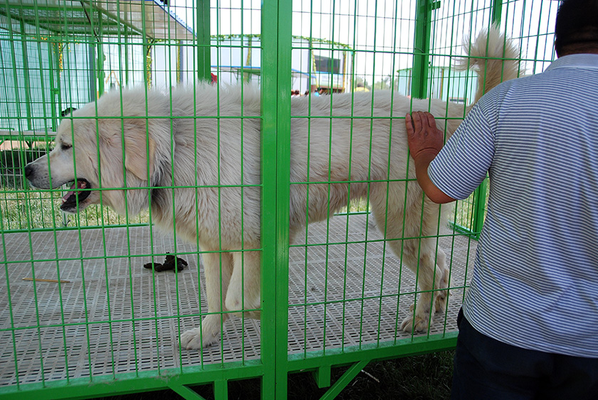 名犬 摄影 译书人