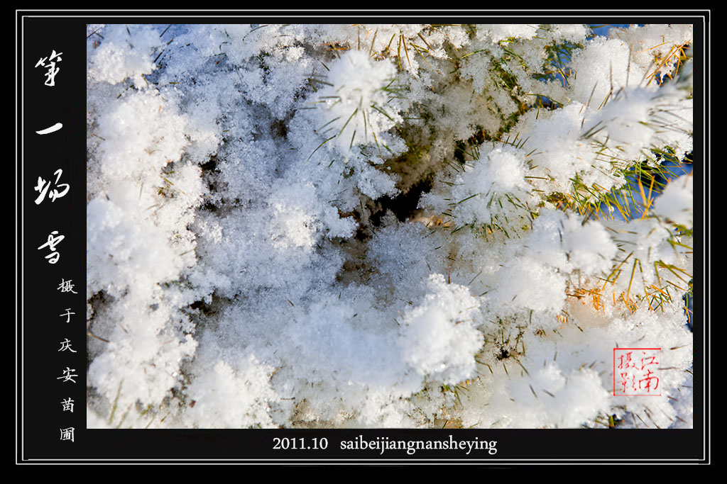 2011年第一场雪小景 摄影 塞北江南