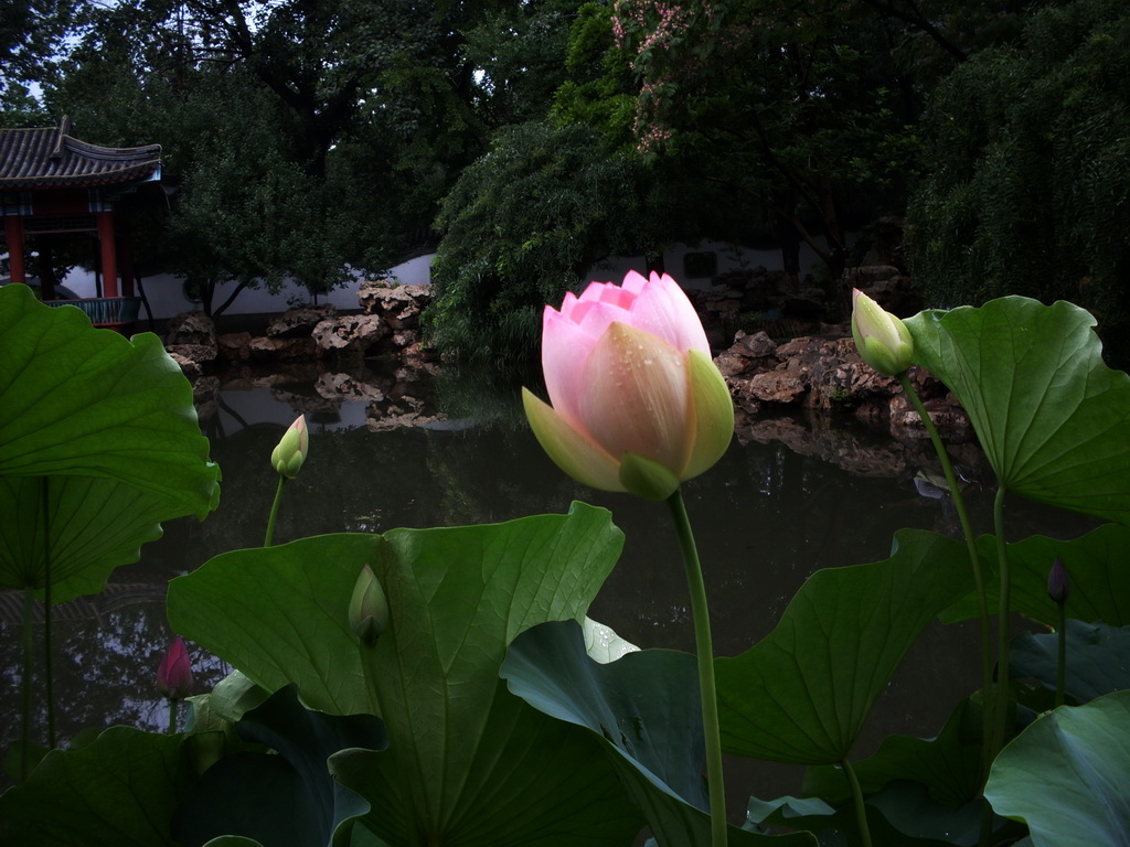 出水芙蓉 摄影 红星侍卫